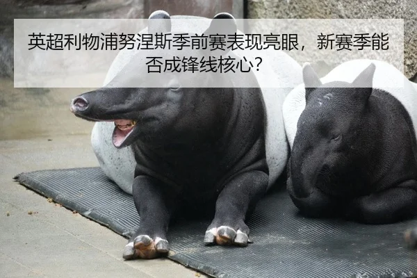英超利物浦努涅斯季前赛表现亮眼，新赛季能否成锋线核心？